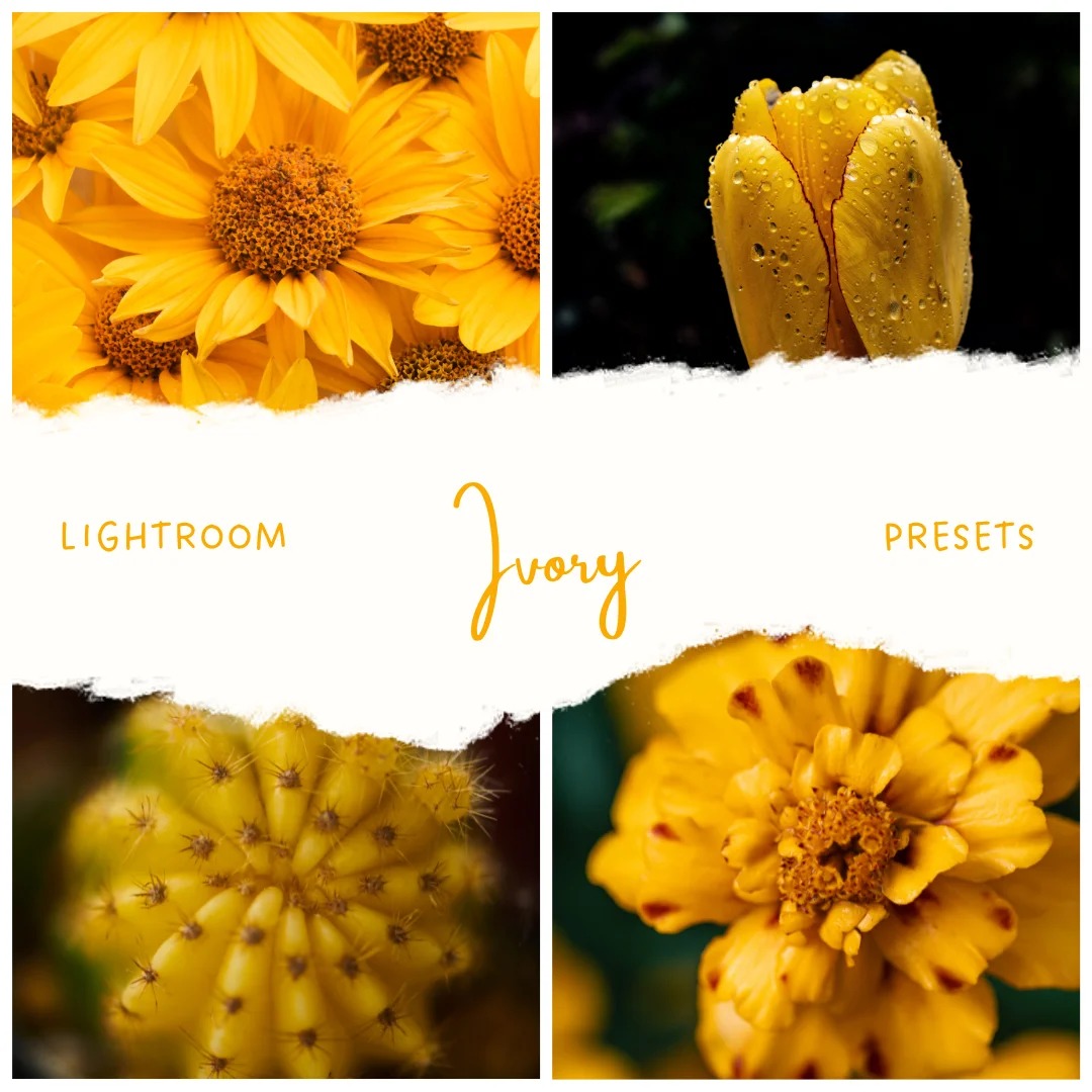 Ivory — Preset Quad